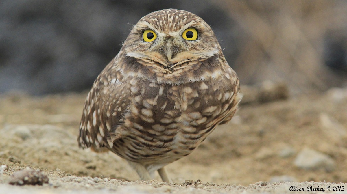 Burrowing Owl - Alison Sheehey