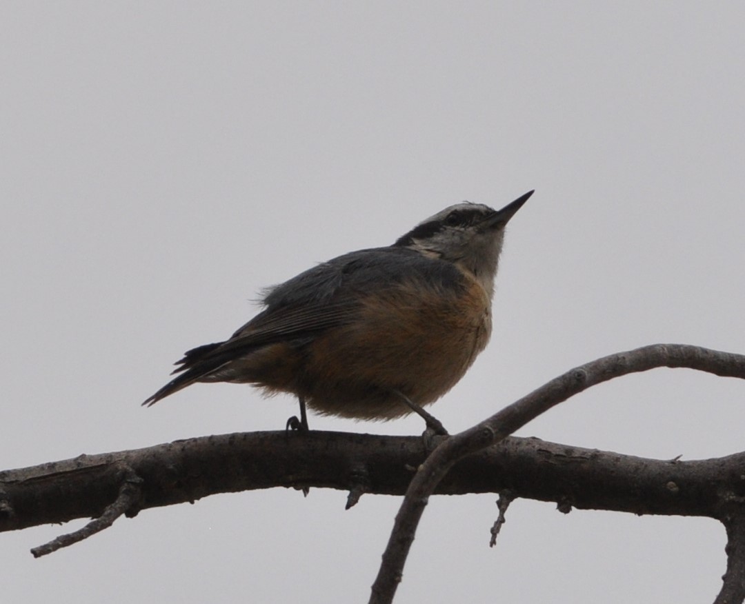 Red-breasted Nuthatch - ML89355921