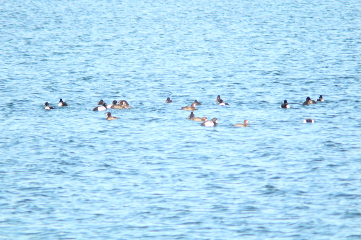 Greater Scaup - ML89361431