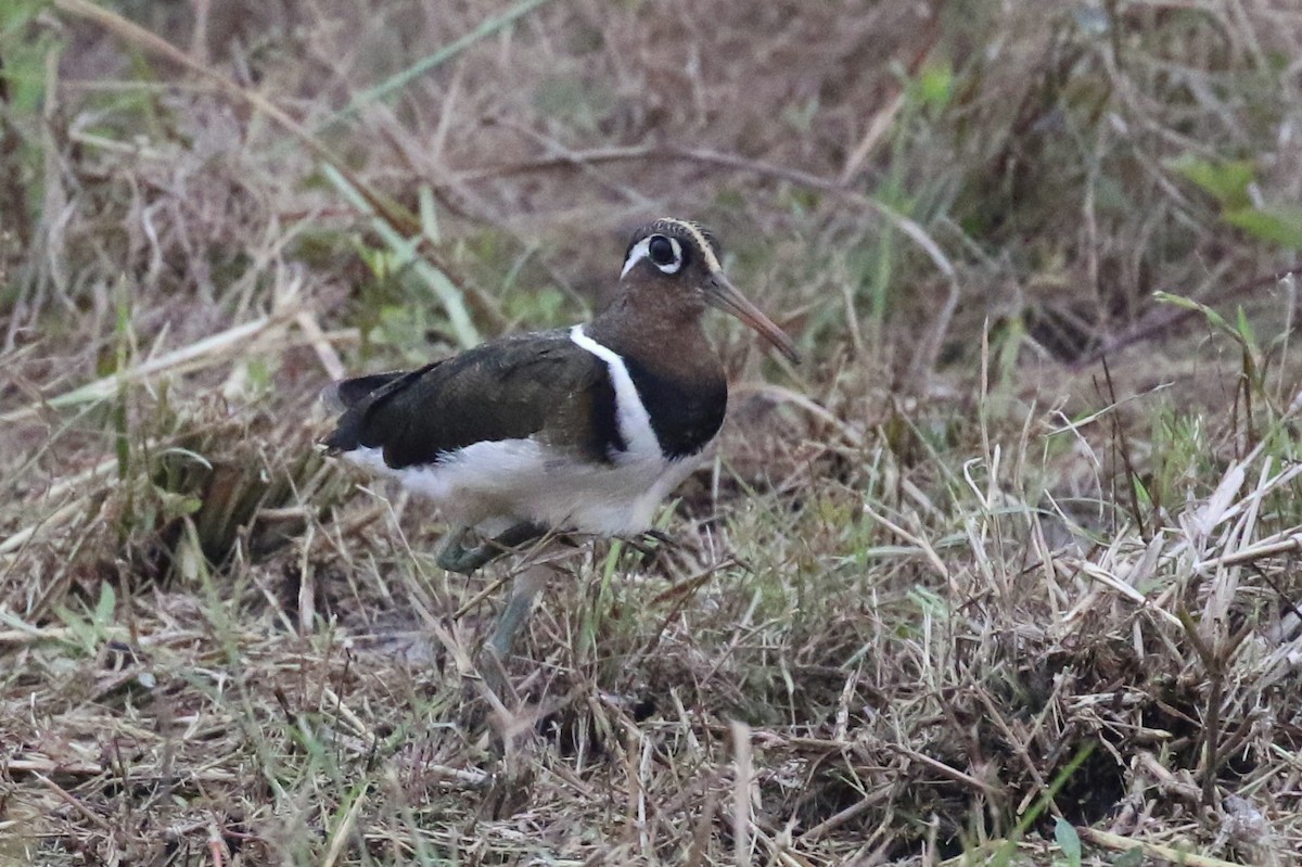 Greater Painted-Snipe - ML89361441