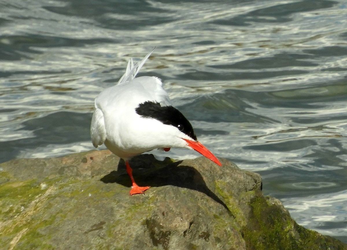 South American Tern - ML89361581