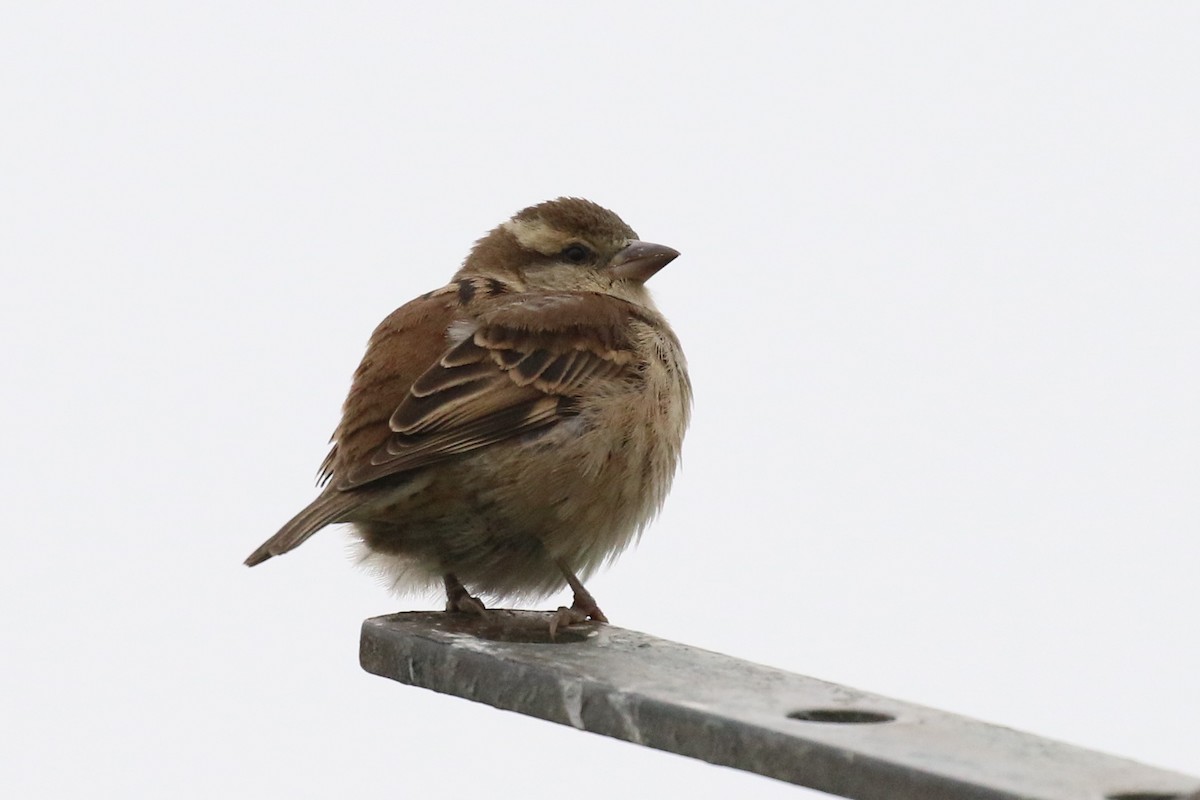 Russet Sparrow - Knut Hansen