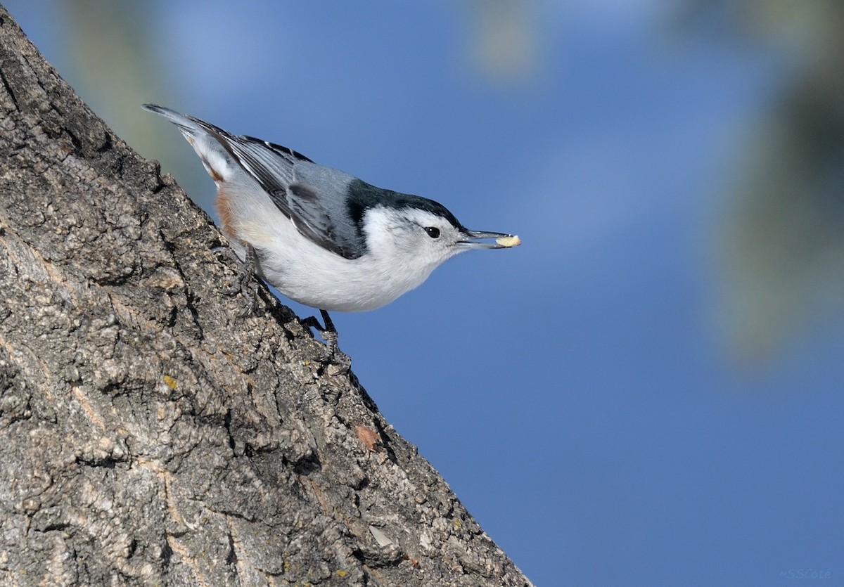White-breasted Nuthatch - ML89363191