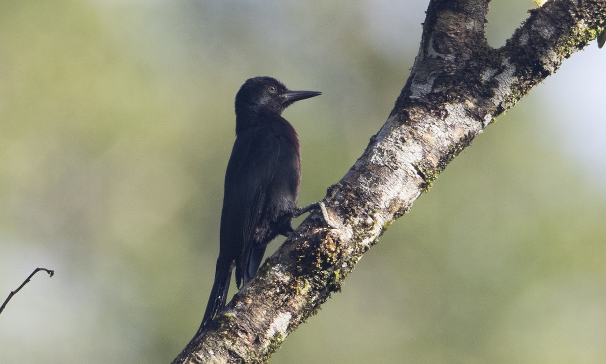 Guadeloupe Woodpecker - Brian Sullivan
