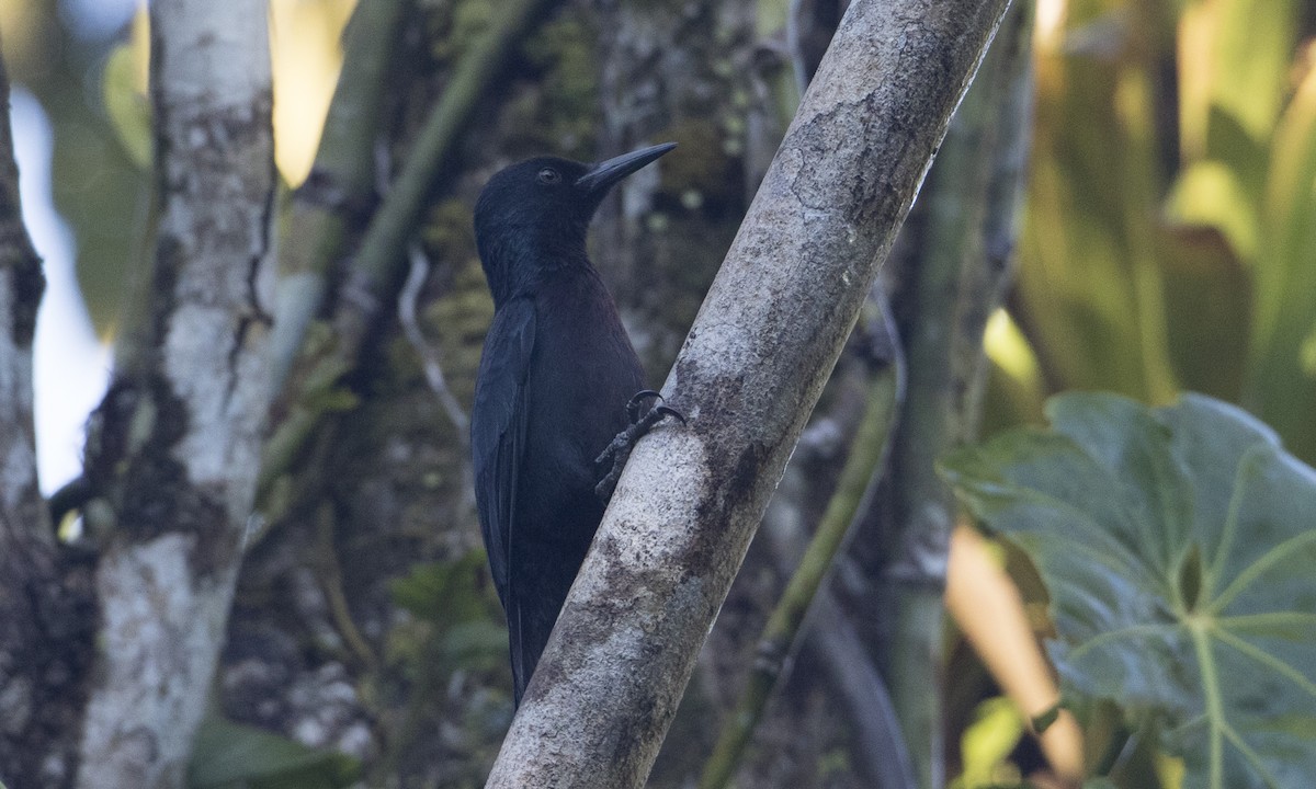 Guadeloupe Woodpecker - Brian Sullivan