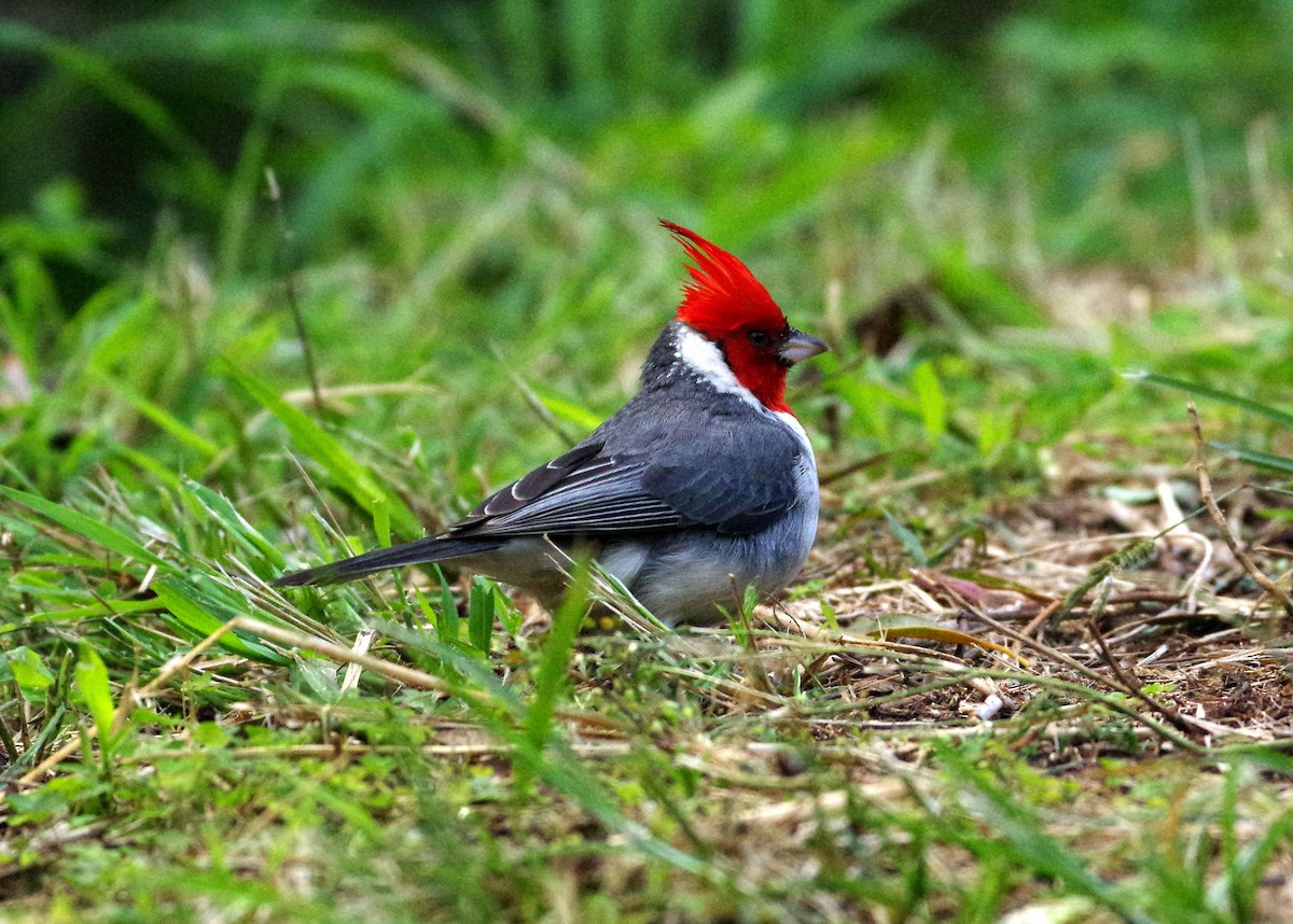Red-crested Cardinal - ML89366601