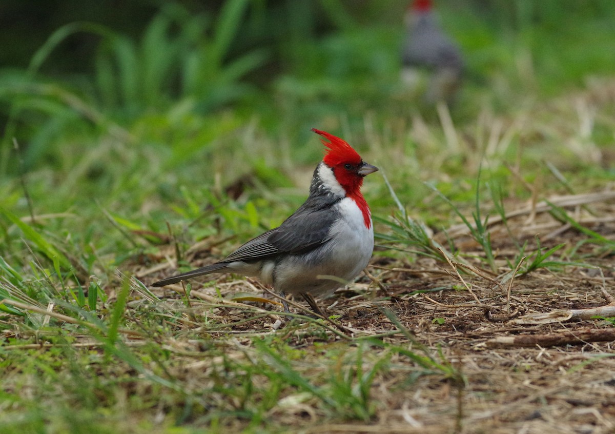 Red-crested Cardinal - Brooks Hart