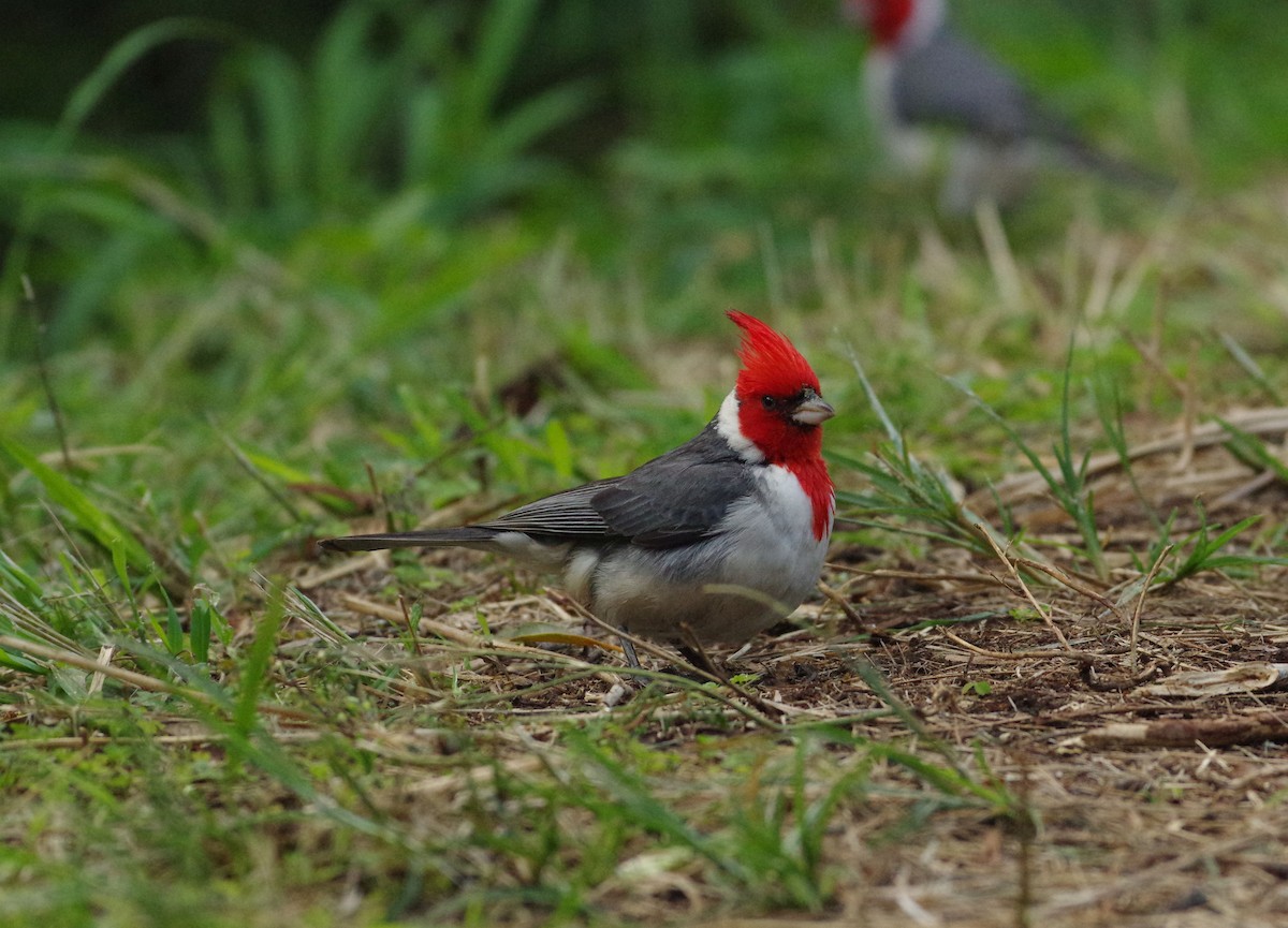 Red-crested Cardinal - Brooks Hart