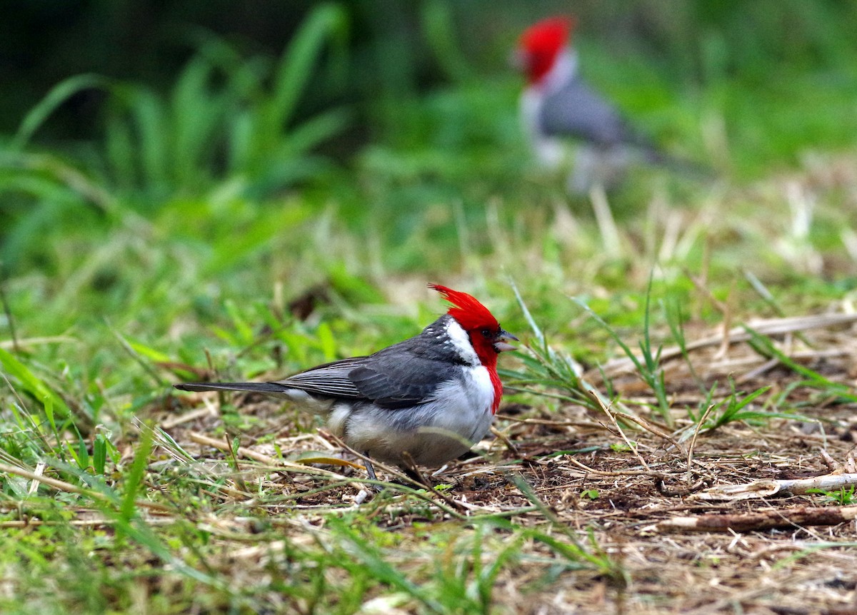 Red-crested Cardinal - ML89366651