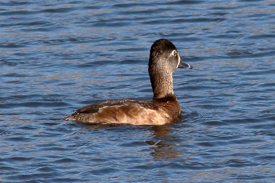 Ring-necked Duck - ML89367291