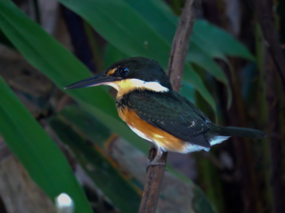 American Pygmy Kingfisher - Fabio Barata