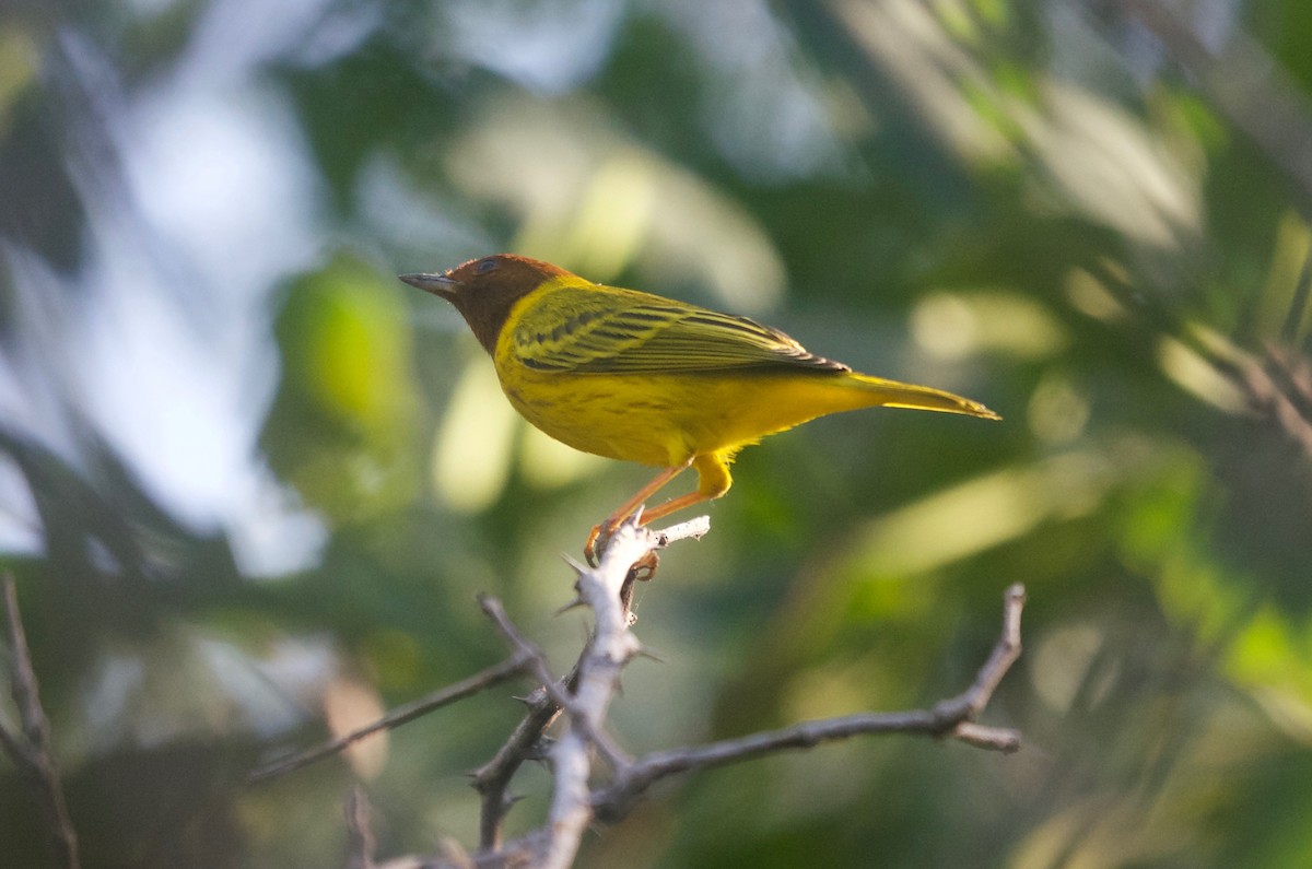 Yellow Warbler (Mangrove) - Jan Cubilla