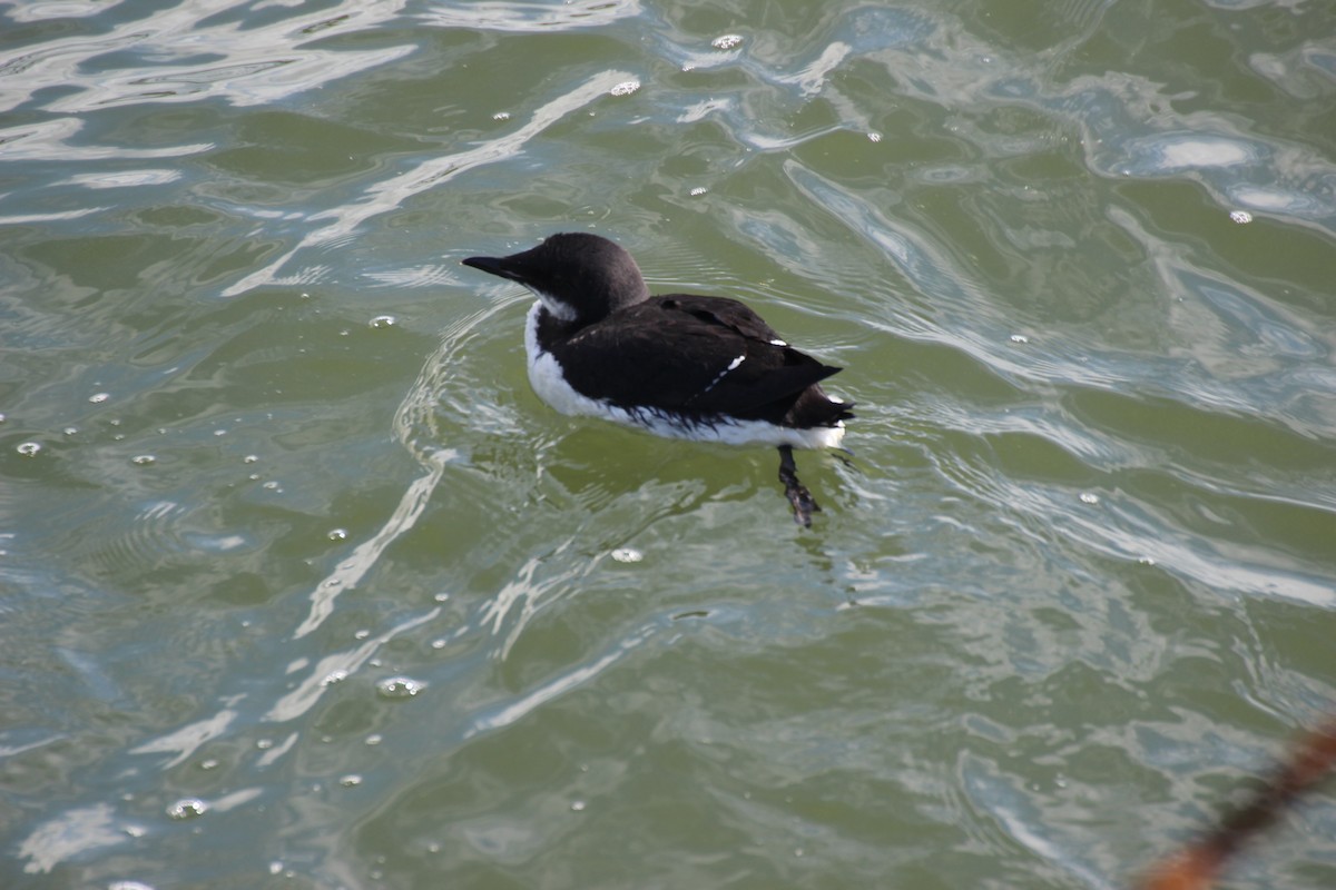 Thick-billed Murre - ML89369721