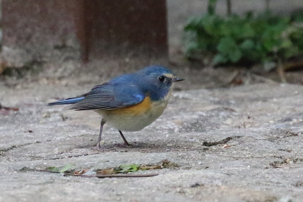 Red-flanked Bluetail - ML89377711