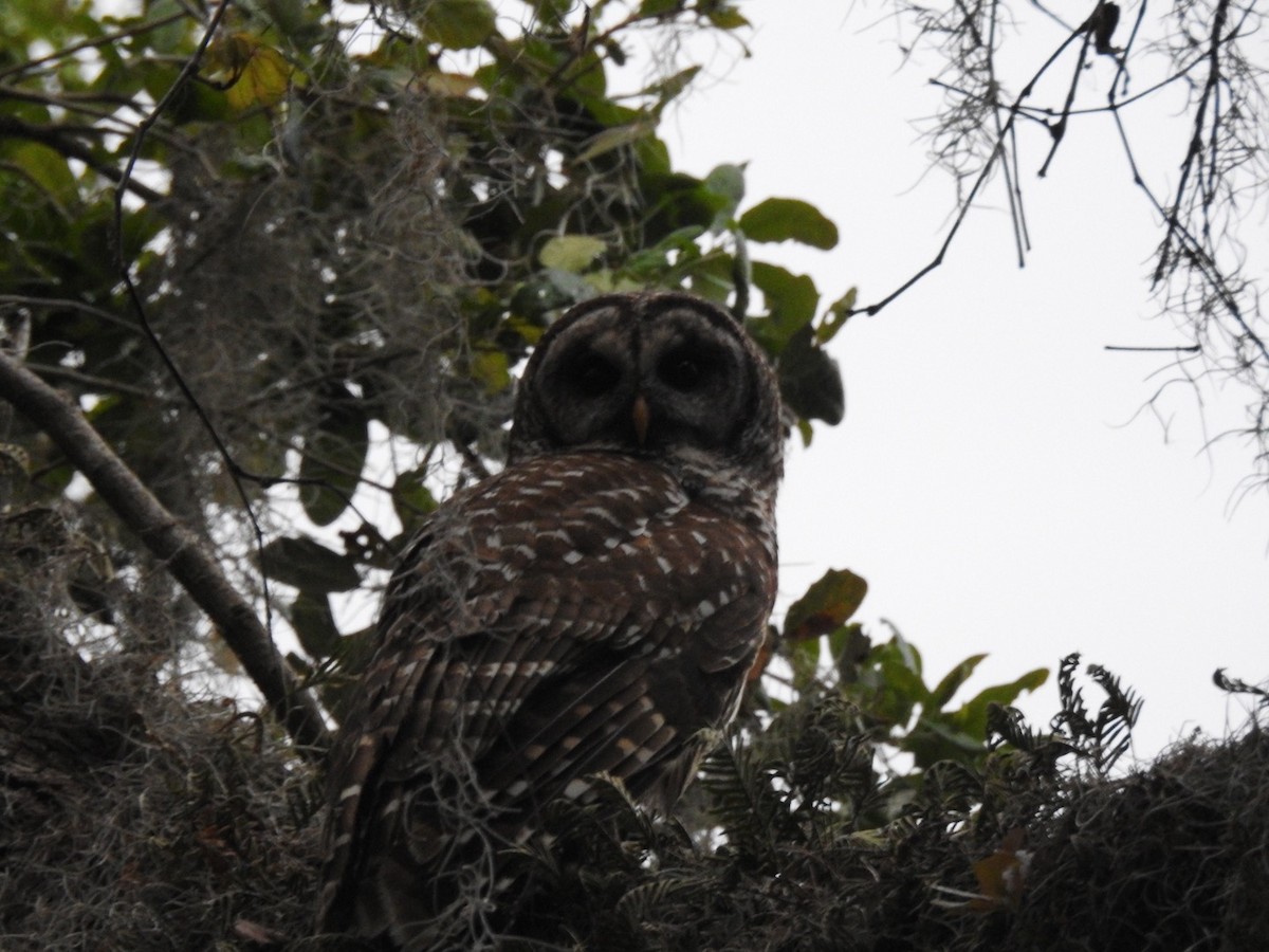 Barred Owl - Bruce Hoover