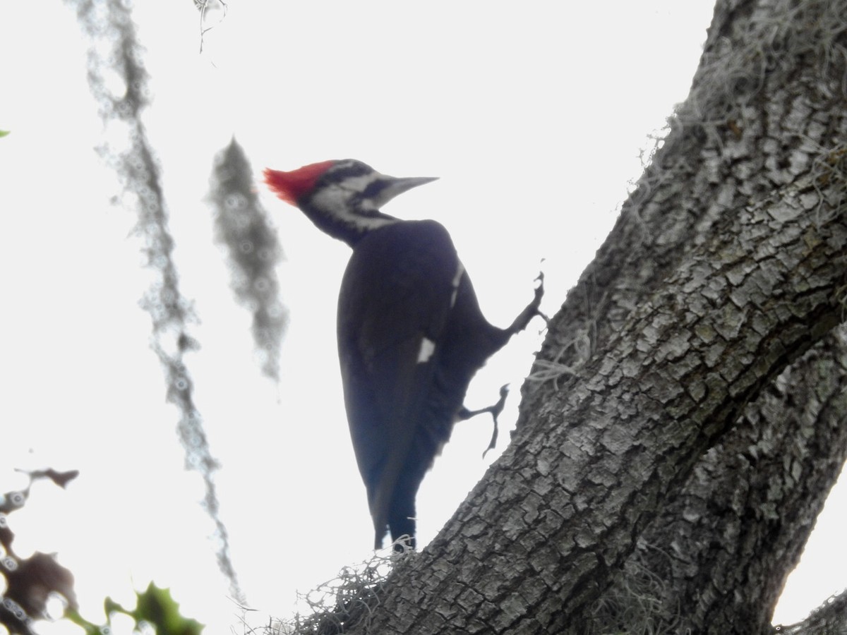Pileated Woodpecker - Bruce Hoover
