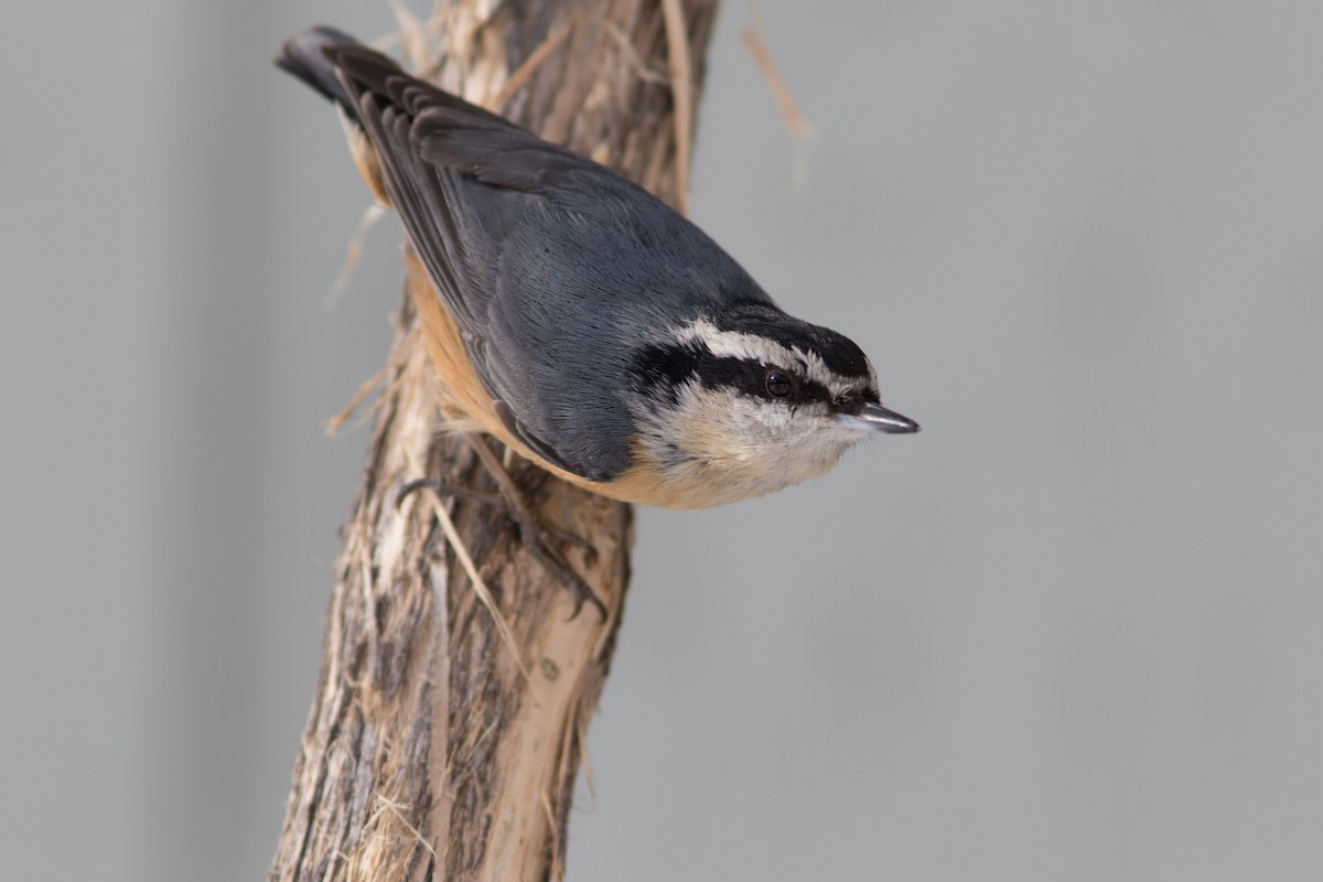 Red-breasted Nuthatch - Justin Saunders