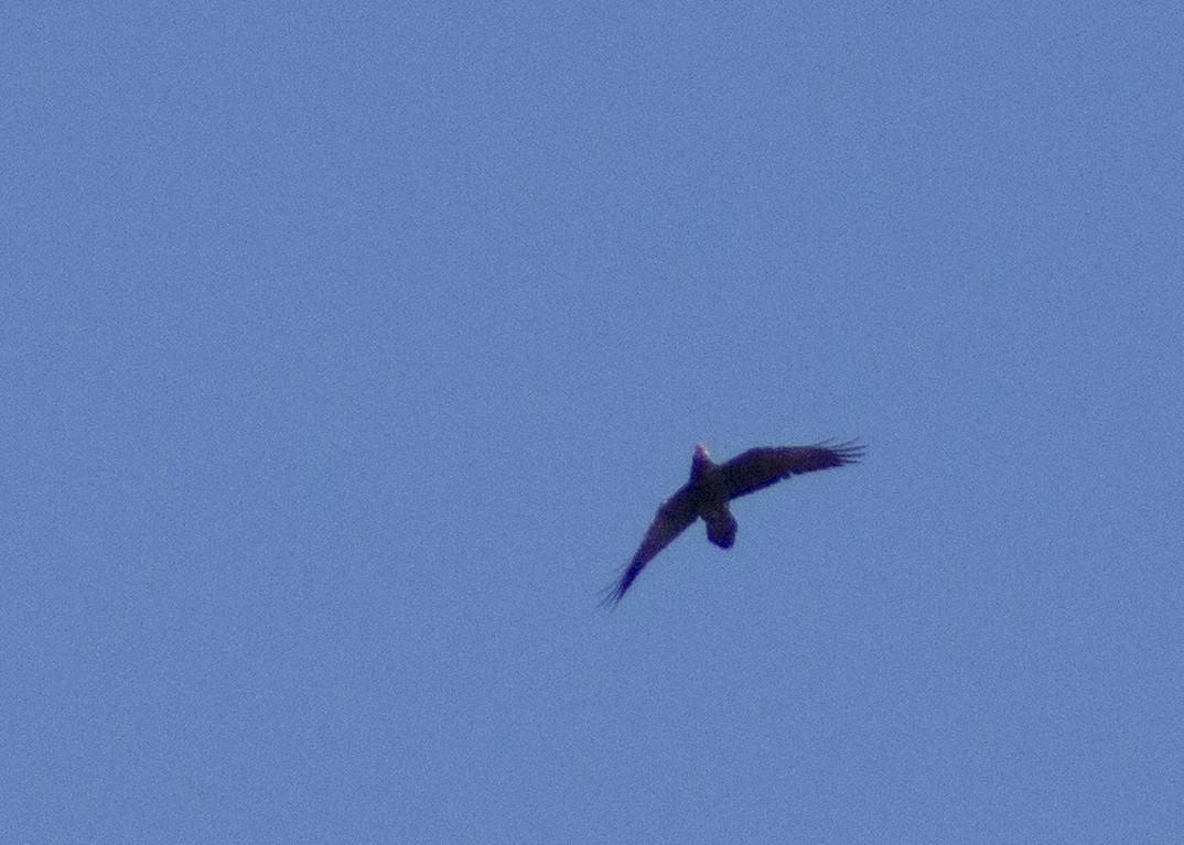 Common Raven - April Eisele