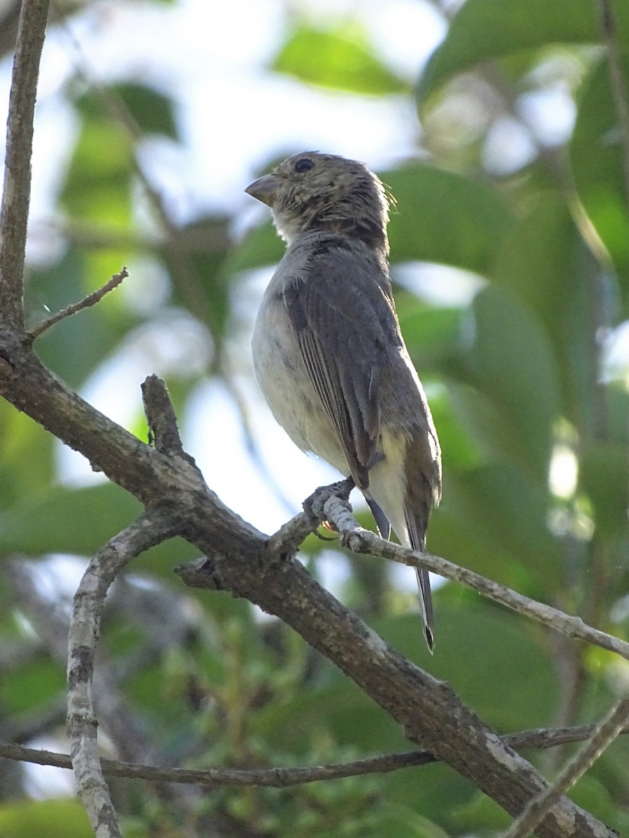 Double-collared Seedeater - ADRIAN GRILLI