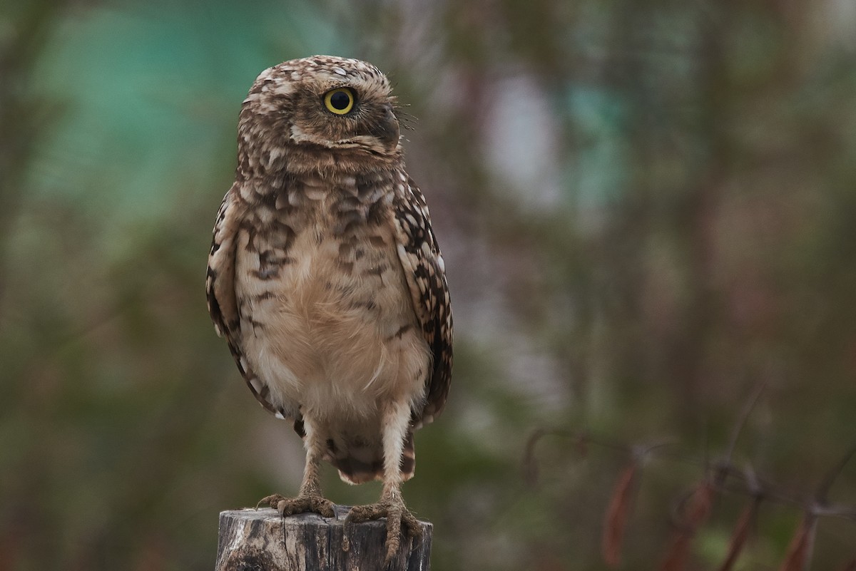 Burrowing Owl - ML89387151