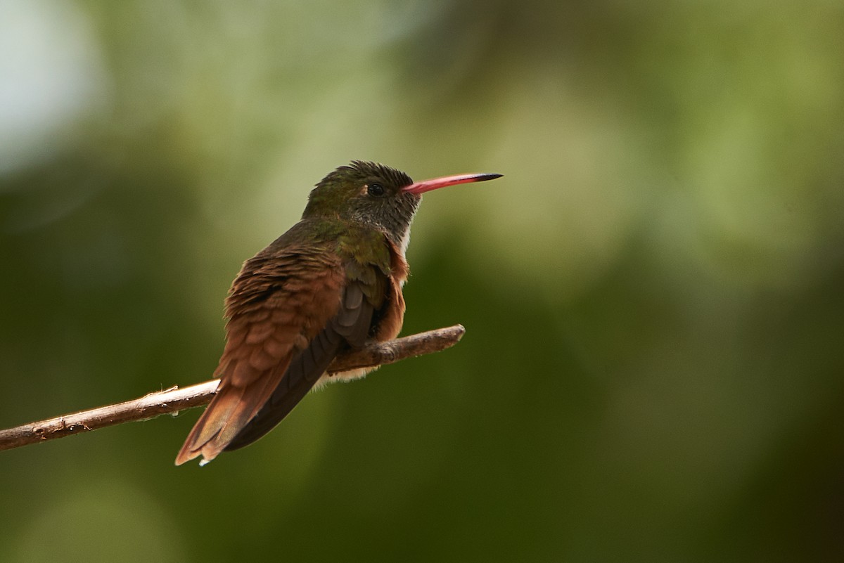 Amazilia Hummingbird - ML89387171