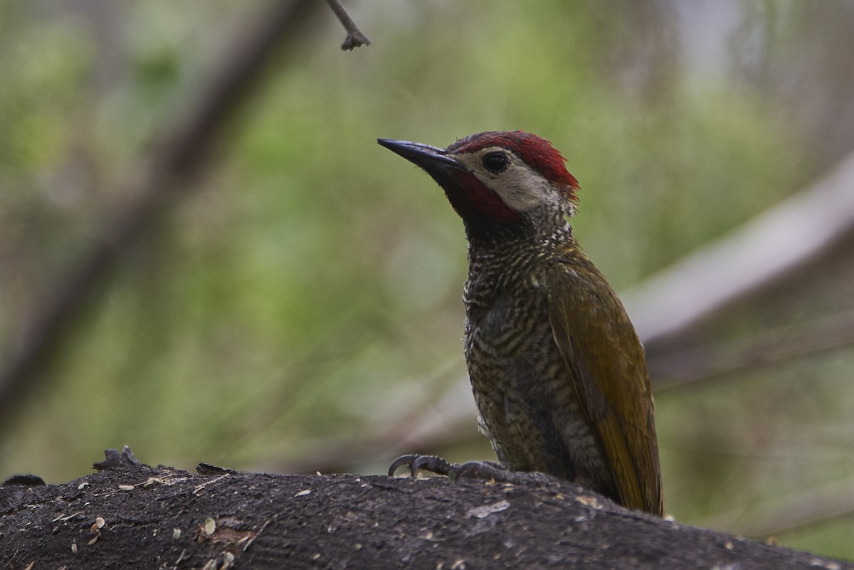 Golden-olive Woodpecker - ML89387271
