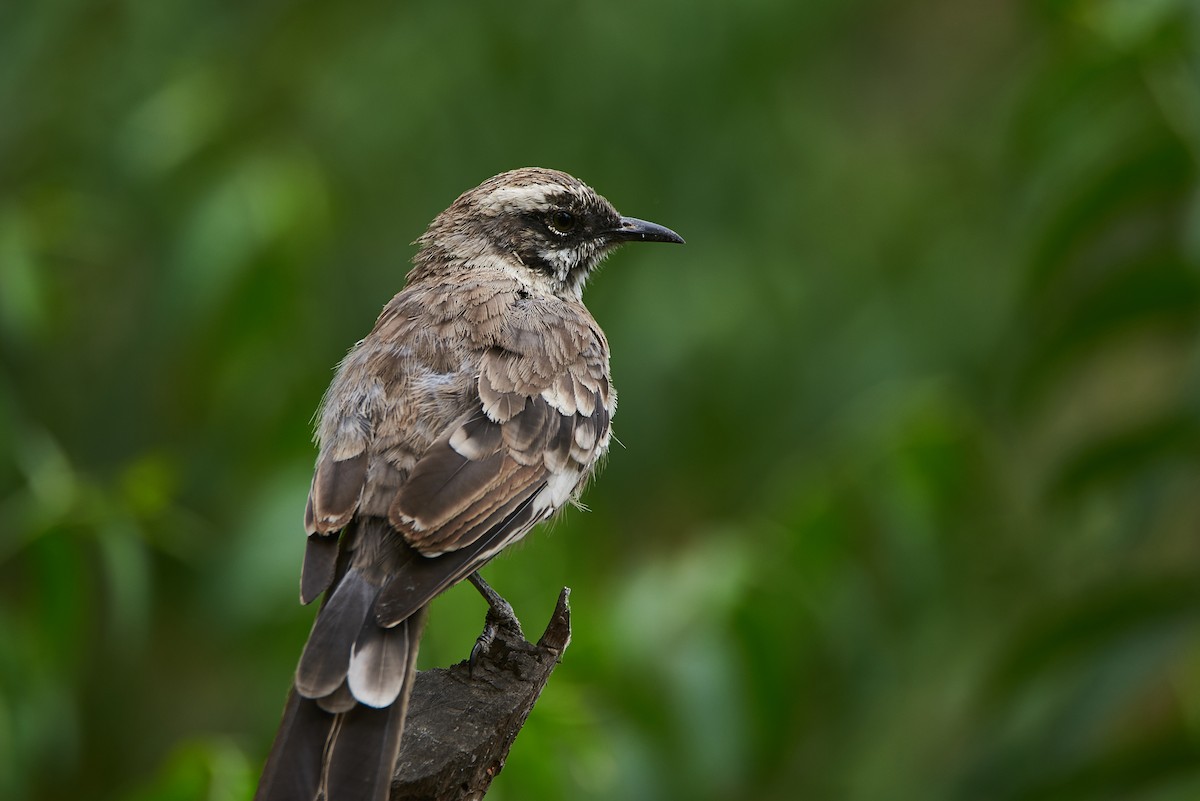 Long-tailed Mockingbird - ML89387961