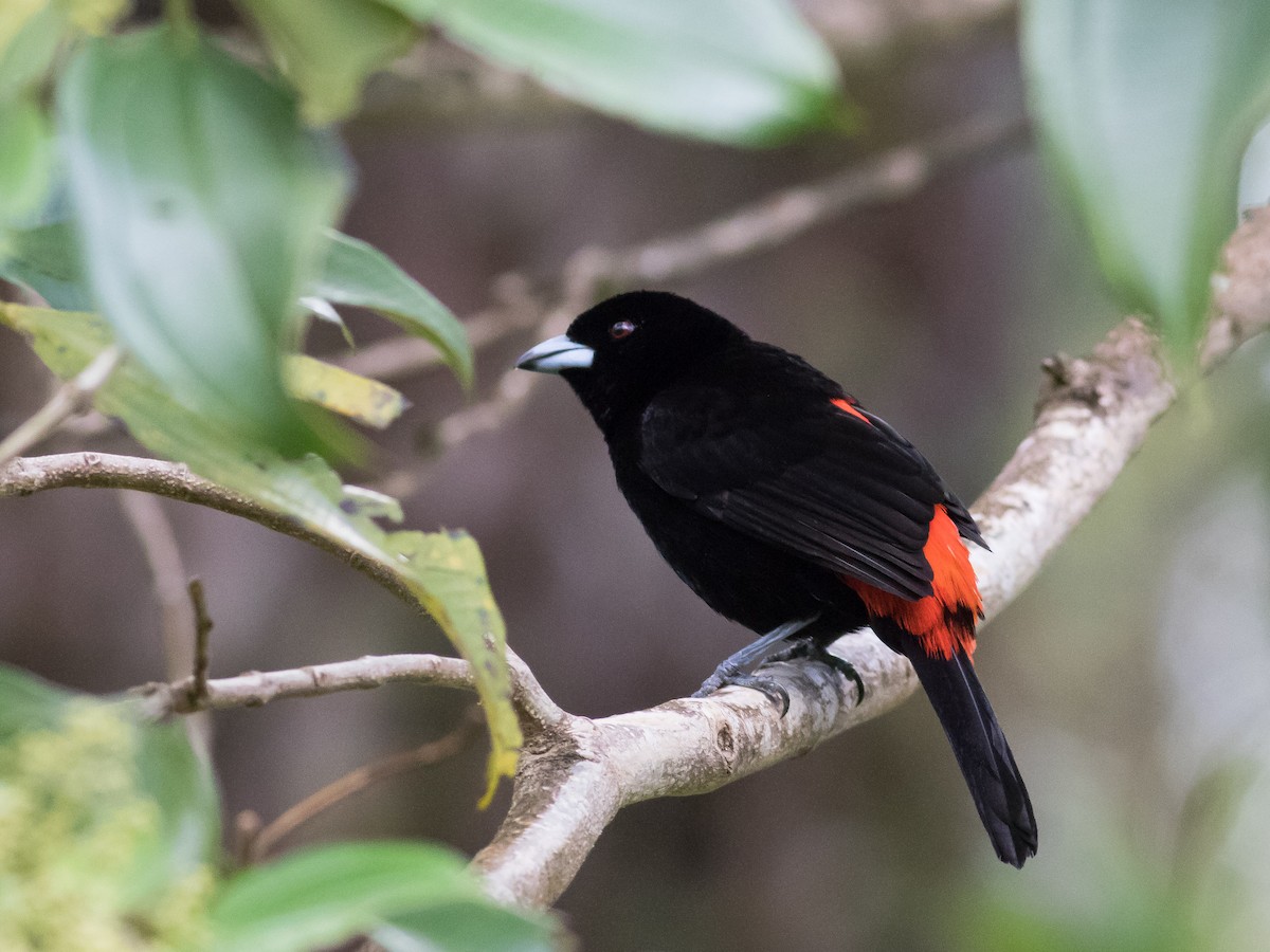 Scarlet-rumped Tanager (Passerini's) - ML89388221