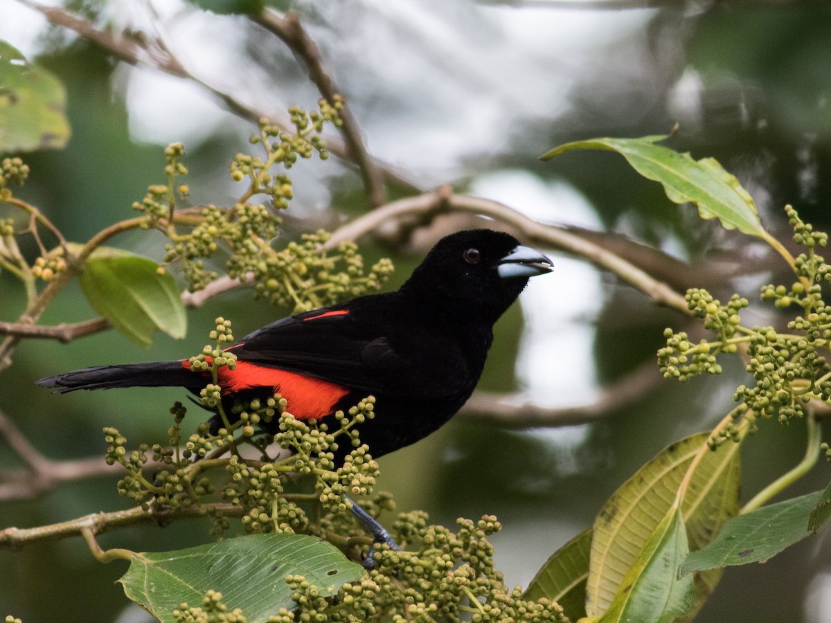 Scarlet-rumped Tanager (Passerini's) - ML89388241