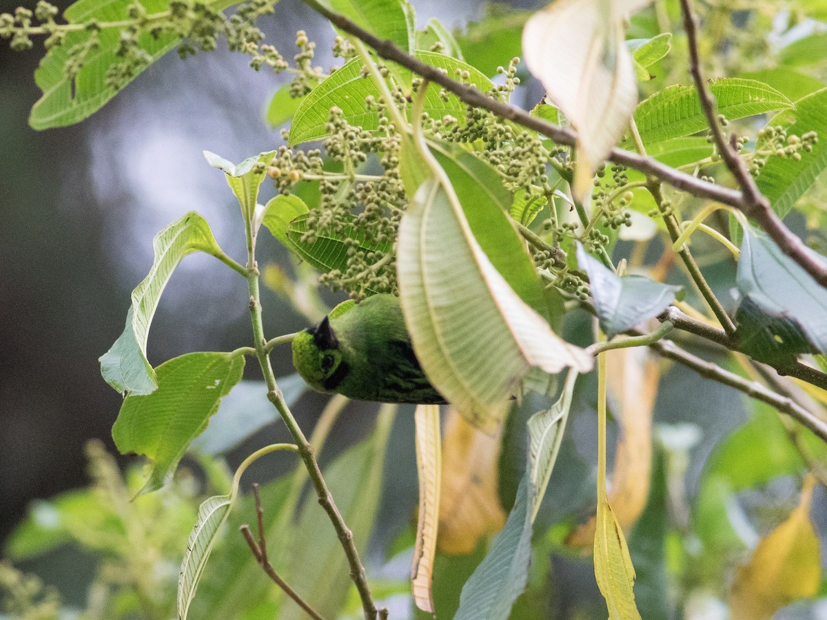 Emerald Tanager - ML89388551