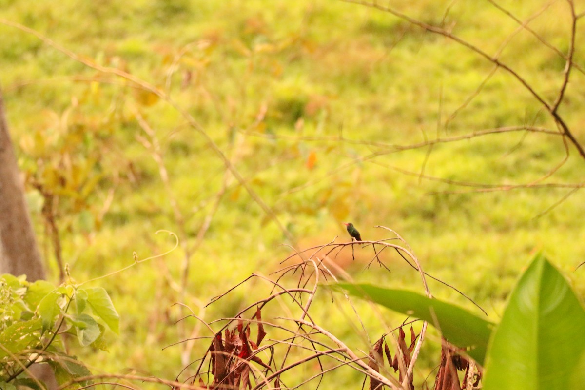 Rufous-tailed Hummingbird - Todd Hagedorn