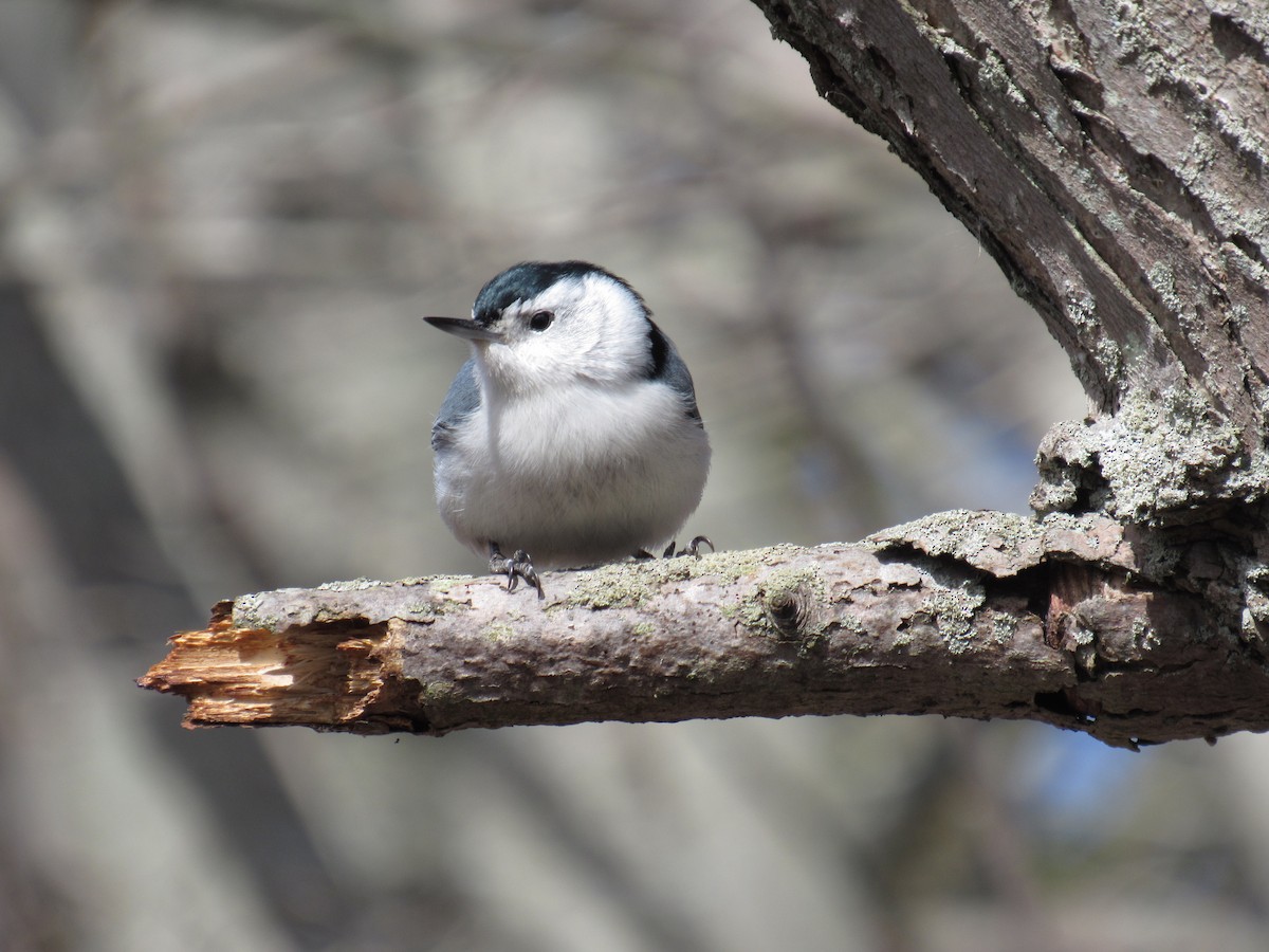 White-breasted Nuthatch - ML89389221