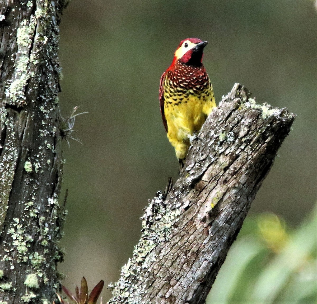 Crimson-mantled Woodpecker - ML89390231