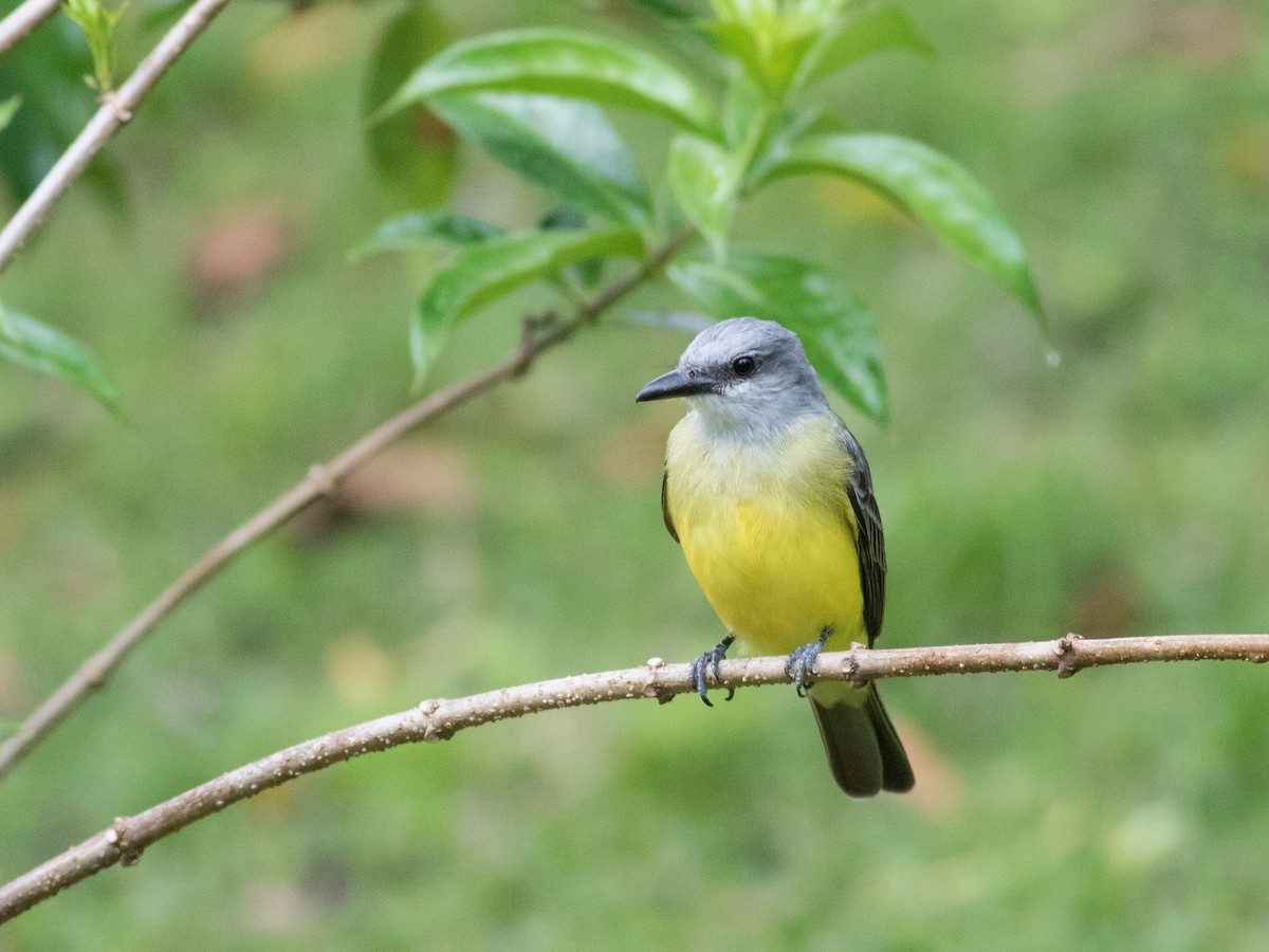 Tropical Kingbird - matthew sabatine