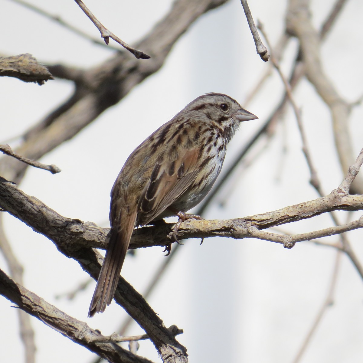 Song Sparrow - Charlotte Morris