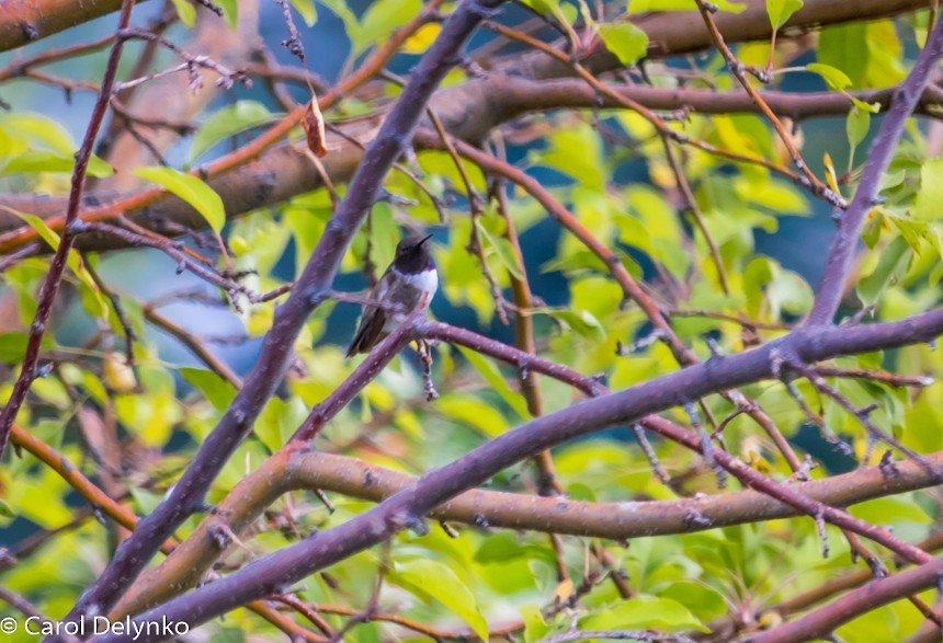Black-chinned Hummingbird - Carol Delynko