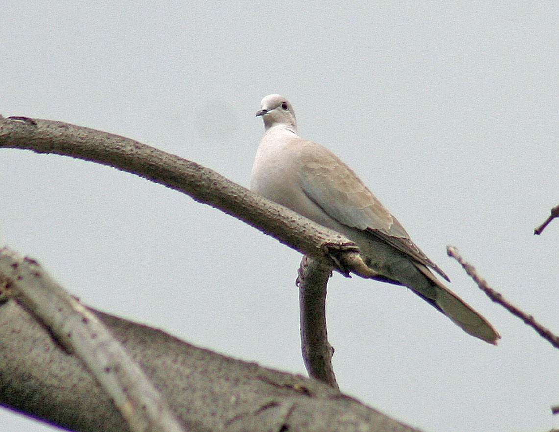 Eurasian Collared-Dove - ML89400991