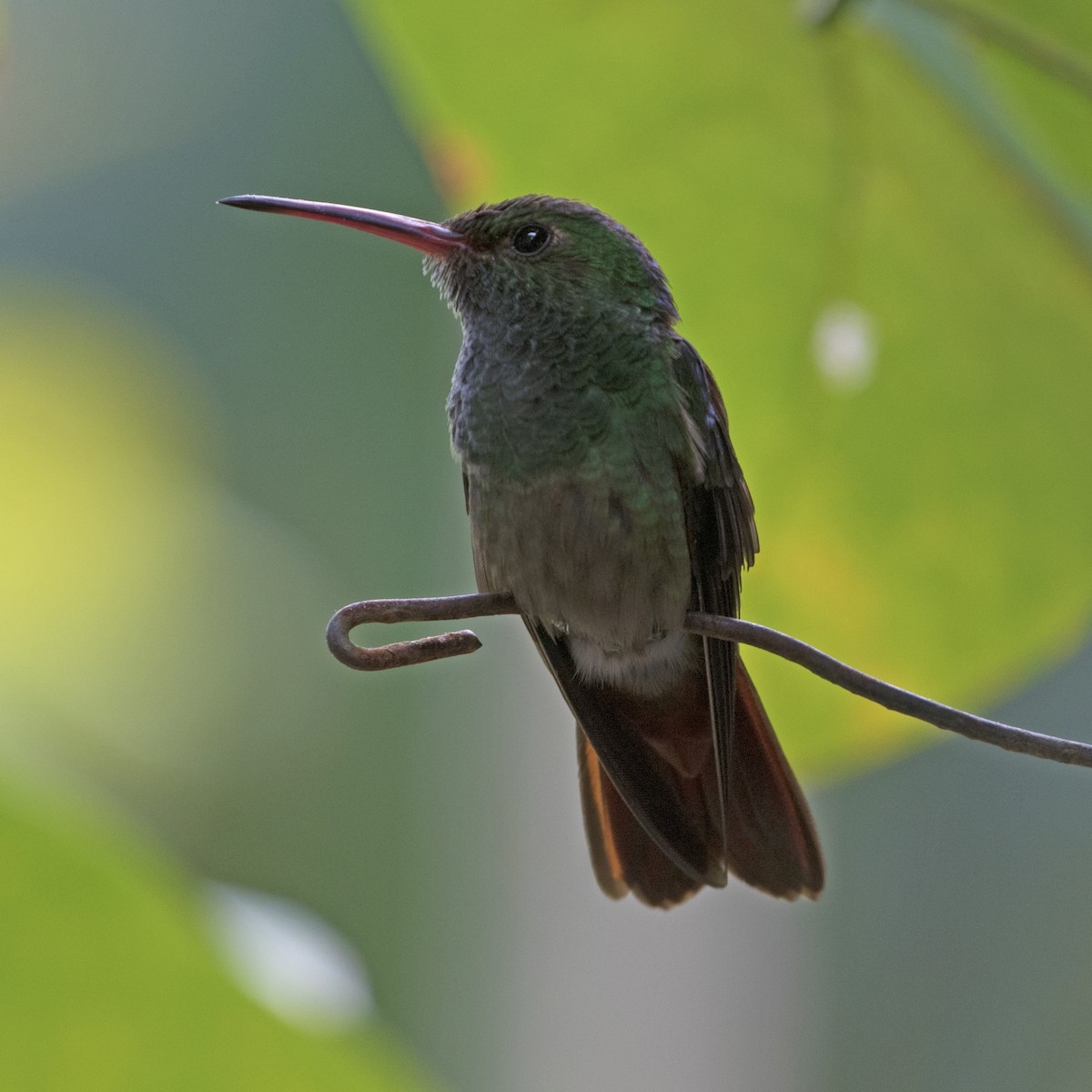 Rufous-tailed Hummingbird - Penelope Bauer