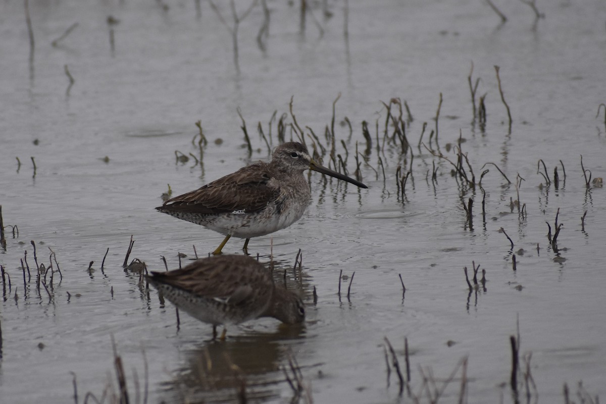 Long-billed Dowitcher - Jack Parlapiano