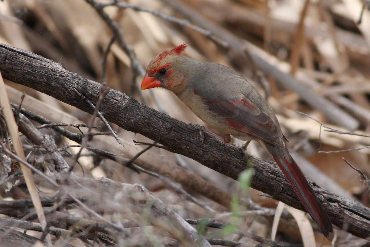 Northern Cardinal/Pyrrhuloxia - Scott Olmstead