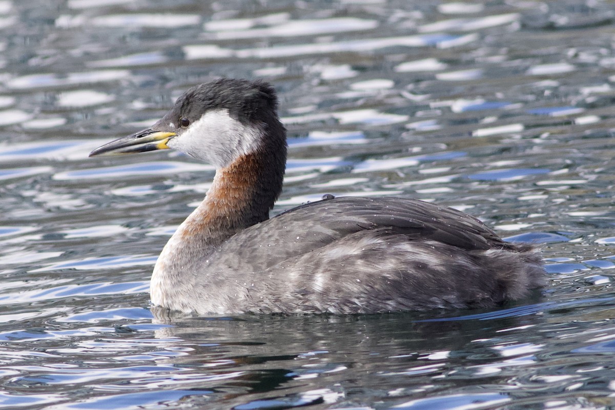 Red-necked Grebe - ML89403971