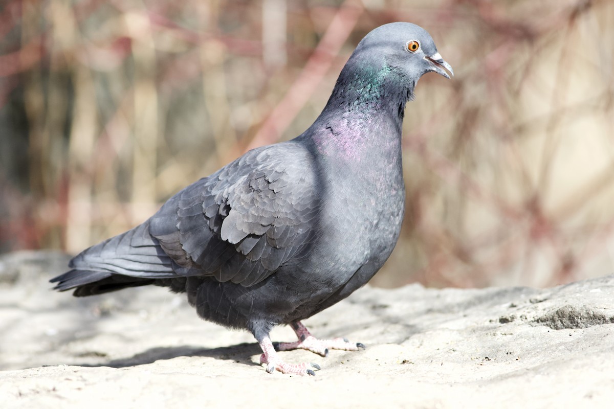 Rock Pigeon (Feral Pigeon) - ML89404091