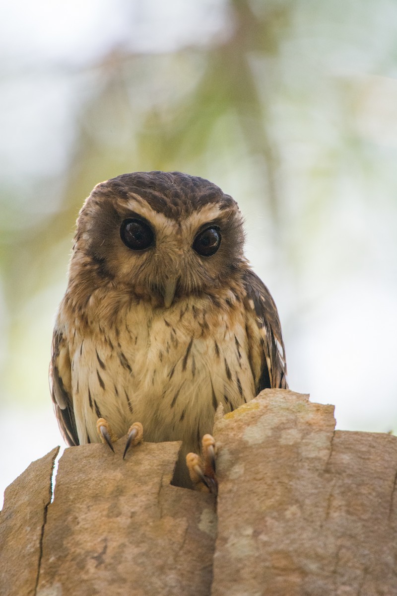 Bare-legged Owl - ML89405881