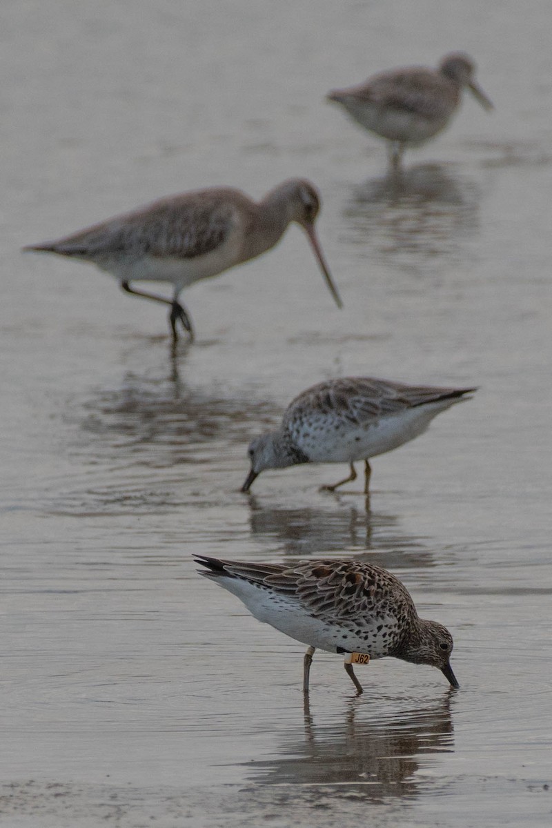 Great Knot - ML89405921