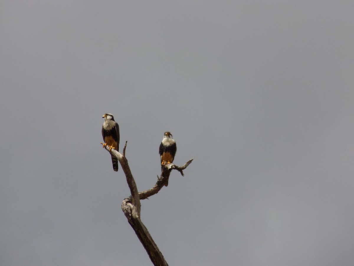 Aplomado Falcon - Basilio Mes / Belize Bird Guide