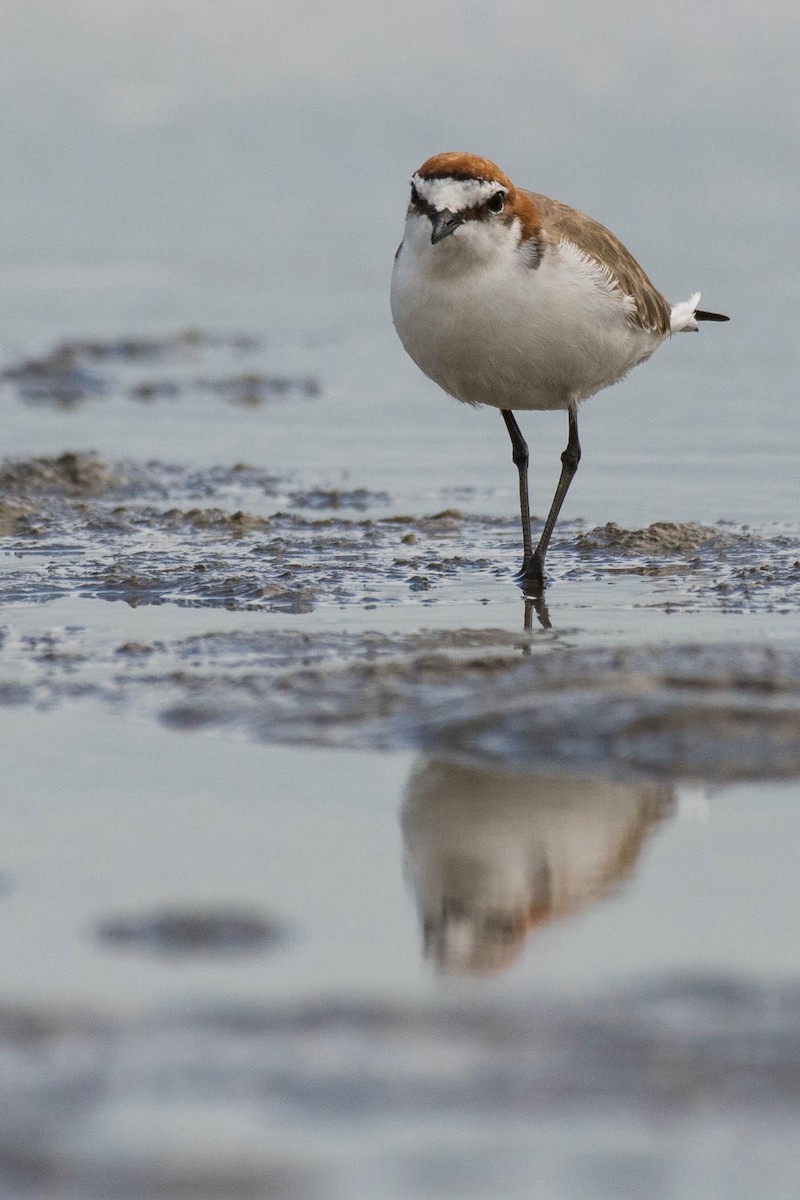 Red-capped Plover - ML89408061
