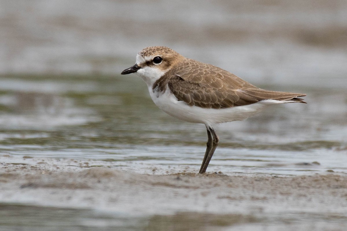 Red-capped Plover - ML89408841
