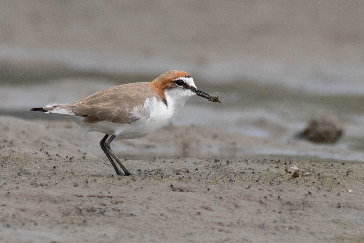 Red-capped Plover - ML89408941