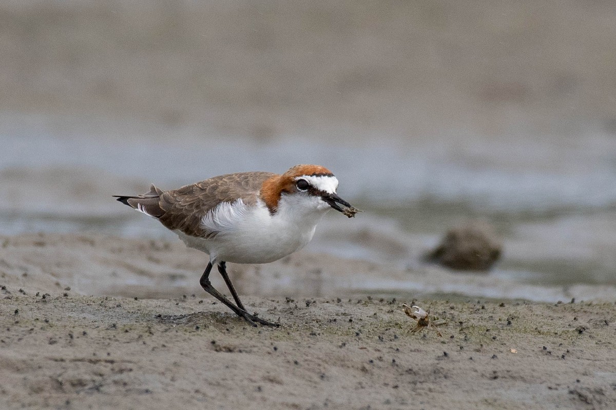 Red-capped Plover - ML89408951