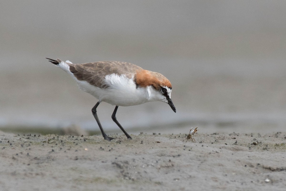 Red-capped Plover - ML89408961